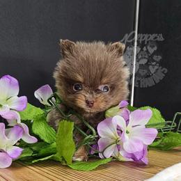Pepper's Smooth Criminal - Annie - Lavender female Pomeranian puppy in Plant City, Florida from Pepper's Pomeranians