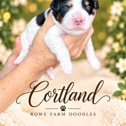 Cortland - Tri-color male Bernedoodle puppy in Henry, Illinois from Rowe Farms Doodles