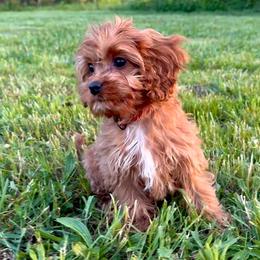 Rosie - Red female Cavapoo puppy in Knoxville, Tennessee from Dukes Forever Doodles