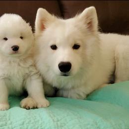 Samoyed Puppies from Limelight Samoyeds