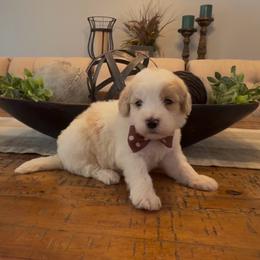 Dustin - Yellow and white male Bernedoodle puppy in Cartersville, Georgia from Simply Blessed Doodles