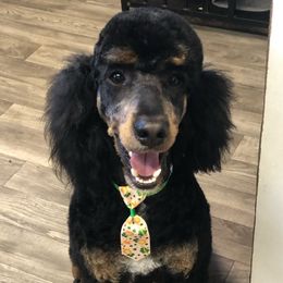 Cash - Poodle