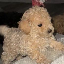 Macadamia nut - Cream female Poodle puppy in Tempe, Arizona from Teacups & Toys