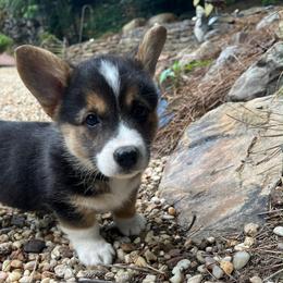 Vlad - Black and tan male Pembroke Welsh Corgi puppy in Birmingham, Alabama from Dalton Family Corgis