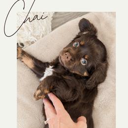Chai - Red female Companion Cross puppy in Georgetown, Texas from The Darling Pup