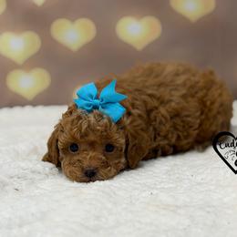 Judy - Red  female Poodle puppy in Nashville, Arkansas from Cuddles n Curls