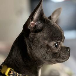 Puggie - Chihuahua