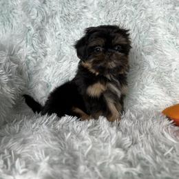 Rex - Black and tan male Shih Tzu puppy in Shawnee, Oklahoma from Black Velvet Shih Tzu