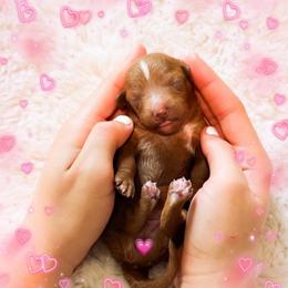 Wednesday - Red  female Goldendoodle puppy in Kissimmee, Florida from Poodle Doodle Kennels