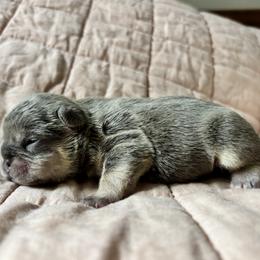 Reserved - Blue fawn female French Bulldog puppy in Olympia, Washington from Matra French Bulldogs