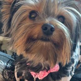 Yorkshire Terriers from Meredith Dalrymple