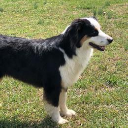 Peeta - Australian Shepherd