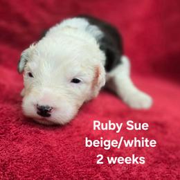 Ruby Sue - Gray and white female Old English Sheepdog puppy in Sutherlin, Oregon from Sapphire Eyes Sheepdogs