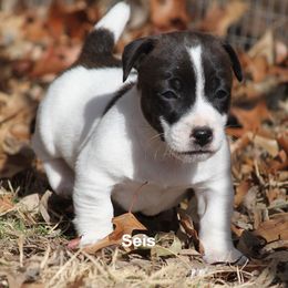 Russell Terrier Puppies from Cuttin Up Jack Russells