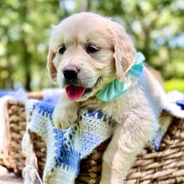 Miss Crystal Teal - Light golden female Golden Retriever puppy in Midlothian, Texas from Brightest Days