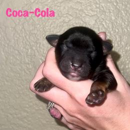 Coca-Cola - Black tri female Miniature Australian Shepherd puppy in Lincoln, California from Country Dreams Mini Aussies