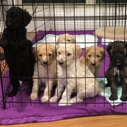 Dachshund and Poodle Puppies from Arkansas Standard Poodles & Dachshunds