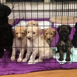 Dachshund and Poodle Puppies from Arkansas Standard Poodles & Dachshunds