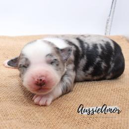 Bi Blue Merle 3 - Blue merle female Miniature Australian Shepherd puppy in Pinehurst, Texas from Aussie Amor