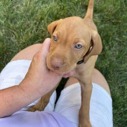 Lily's Boy Gray - Golden rust male Vizsla puppy in Valparaiso, Indiana from Shepherd Family Vizslas