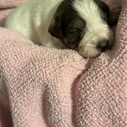Boy 6 - Parti male Miniature Schnauzer puppy in Dunlap, Tennessee from Beards of Glory