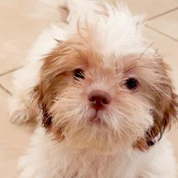Pumpkin - Red and white male Shih Tzu puppy in Saint Johns, Florida from BEH Puppies LLC