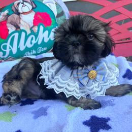 Freddie - Red male Shih Tzu puppy in Hemet, California from Aloha Shih Tzu