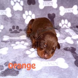 Orange Collar - Red and rust male Doberman Pinscher puppy in Louisville, Kentucky from Ruiz Dobermans