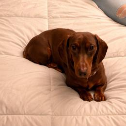 Piper - Dachshund