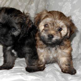 Havanese Puppies from Court Jester Havanese