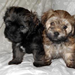 Havanese Puppies from Court Jester Havanese