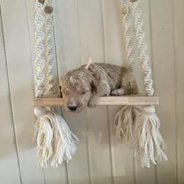 Strawberry - Apricot female Goldendoodle puppy in Montgomery, Texas from Dacus Doodles