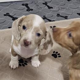 Misty - Dapple female Dachshund puppy in Killen, Alabama from Barker's Corner