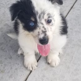 Border Collie Puppies from Bond Border Collies