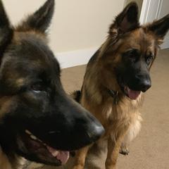 German Shepherds from Mitterwest  Longhaired Shepherds
