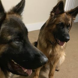 German Shepherds from Mitterwest  Longhaired Shepherds