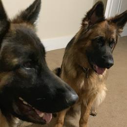 German Shepherds from Mitterwest  Longhaired Shepherds