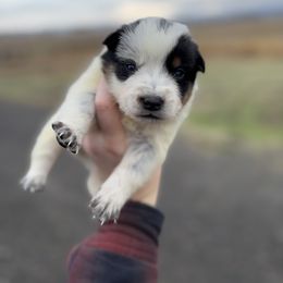 Comet - Blue mottled male Australian Cattle Dog puppy in Ellensburg, Washington from Boondock Bandits