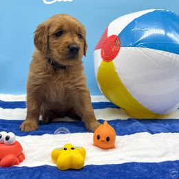 Golden Retriever Puppies from Nirvana Goldens