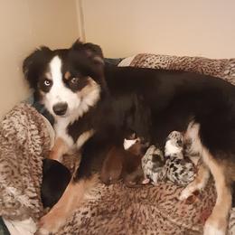 Trouble - Australian Shepherd