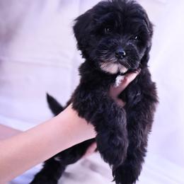 Miso - Black and white female Assorted Doodle Crosses puppy in Sacramento, California from FurKids