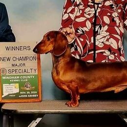 Dachshund All Grown Up from Woodshafen