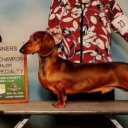 Dachshund All Grown Up from Woodshafen