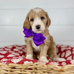 Hazelnut - Purple Collar - Apricot female Goldendoodle puppy in The Woodlands, Texas from Golden Fields Doodles