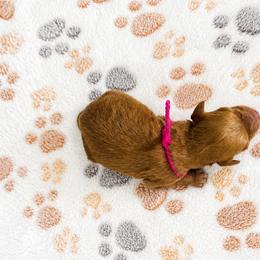 Aussiedoodle, Bernedoodle, Cavapoo, Goldendoodle, and Newfypoo Puppies from Haaspawz