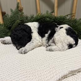 Colt - Parti male Goldendoodle puppy in Zeeland, Michigan from Dandelion Lane Doodles