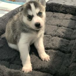 Siberian Husky Puppies from Husky Love and Pups