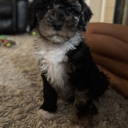 Cavapoo Puppies from House of Cavapoos