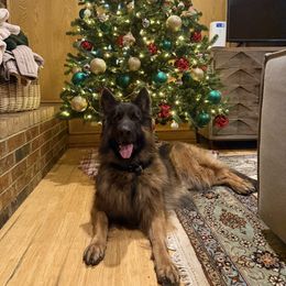Max - Black and red male German Shepherd puppy in Azle, Texas from Nuckols-Alsup Canines German Shepherds
