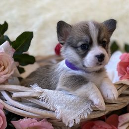 Pembroke Welsh Corgis from Wild Rose Pembroke Welsh Corgis